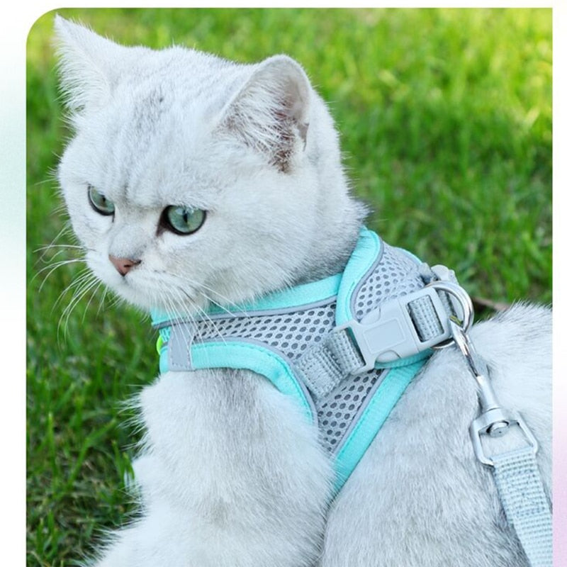Harnais et Laisse réglable pour Chat